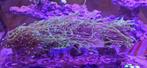 Dragon soul torch koraal euphyllia, Dieren en Toebehoren, Overige typen, Zoutwatervis