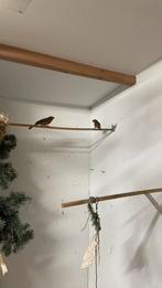 Blauwe bisschop man, Mannelijk, Geringd