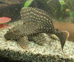 Pleco en ornament., Dieren en Toebehoren, Vis, Zoetwatervis