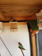 4 koppels gould amadine, Dieren en Toebehoren, Vogels | Overige Vogels, Meerdere dieren, Tropenvogel