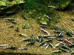 Galaxy fishbone black ( Vin ), Dieren en Toebehoren, Kreeft, Krab of Garnaal, Zoetwatervis, Schoolvis