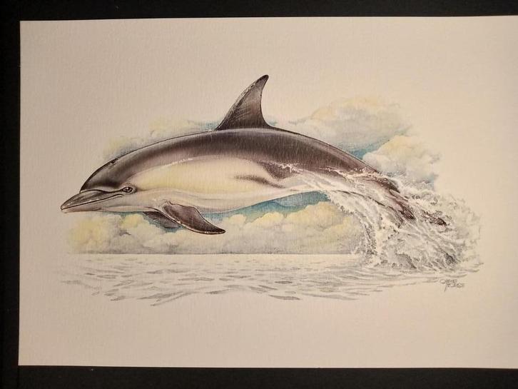 Dolfijn, Verzamelen, Foto's en Prenten, Zo goed als nieuw, Prent, Dier, 1980 tot heden, Verzenden