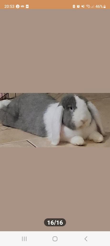 Super tamme franse hangoor ram is opzoek naar nieuw tehuis., Dieren en Toebehoren, Konijnen, Groot, Mannelijk, 0 tot 2 jaar, Hangoor