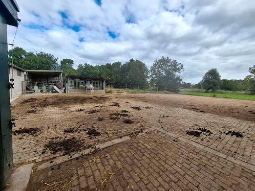 Mesthulp gezocht tegen betaling 1 tot 3 keer per maand, Dieren en Toebehoren, Stalling en Weidegang