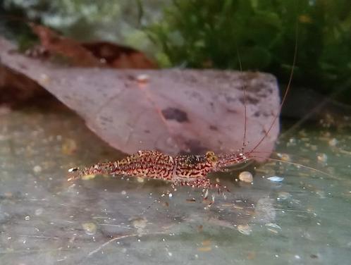 Sulawesi White orchid, Caridina poso, Dieren en Toebehoren, Vissen | Aquariumvissen, Kreeft, Krab of Garnaal