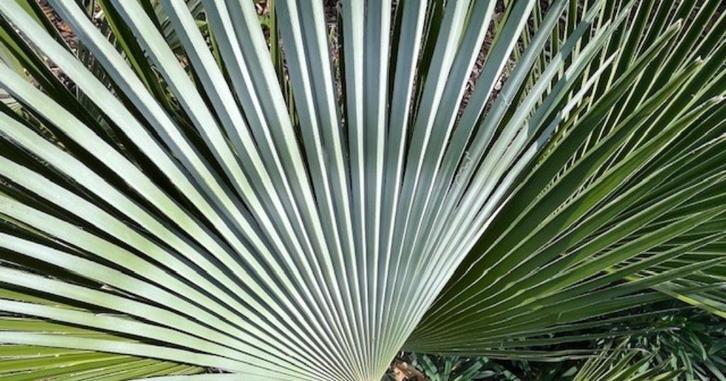Trachycarpus princeps x wagnerianus, Tuin en Terras, Planten | Bomen, Palmboom, Minder dan 100 cm, Halfschaduw, Herfst, In pot