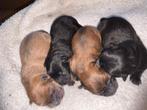 Chow chow pups thuis nest, Rabiës (hondsdolheid), 8 tot 15 weken, Teef, Poolhond
