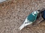 Kakariki, Dieren en Toebehoren, Vogels | Duiven, Meerdere dieren, Overige soorten