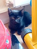 een kleine kat zoekt een thuis, Dieren en Toebehoren, Katten en Kittens | Raskatten | Korthaar, Kater