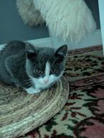 Prachtige kitten, oud genoeg om te verhuizen!, Kater, 0 tot 2 jaar