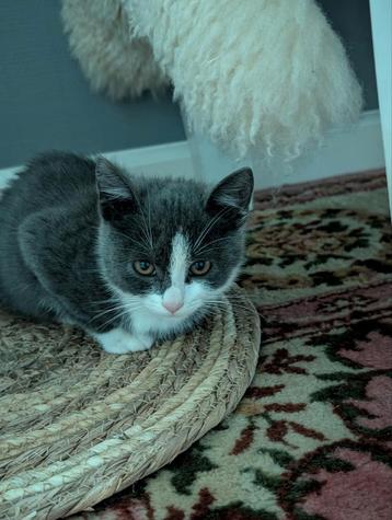 Prachtige kitten, oud genoeg om te verhuizen! beschikbaar voor biedingen