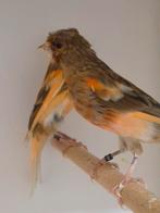 Harlekijn kanaries, Dieren en Toebehoren, Vogels | Kanaries, Geslacht onbekend, Kleurkanarie