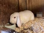 Wit konijn, Dieren en Toebehoren, Konijnen, Mannelijk, Middelgroot, 0 tot 2 jaar