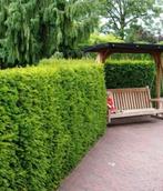 Taxus haag, Tuin en Terras, Planten | Bomen, Volle zon, Bloeit niet, Minder dan 100 cm, Overige soorten