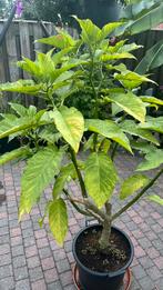 Grote brugmansia, Ophalen, Zomer, Overige soorten, Volle zon