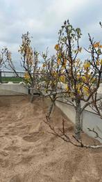 Conference laagstam perenboom AANBIEDING, Ophalen, Lente, Volle zon, Perenboom