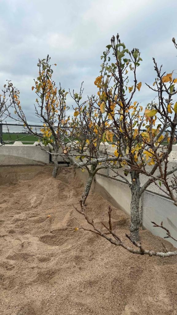 Conference laagstam perenboom AANBIEDING, Tuin en Terras, Planten | Fruitbomen, Perenboom, 100 tot 250 cm, Volle zon, Lente, Ophalen