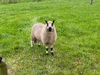 Kerry Hill Ram te koop zwoegervrij, Dieren en Toebehoren, Schapen, Geiten en Varkens, Mannelijk, Schaap, 0 tot 2 jaar