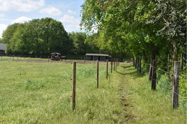 Pension/ weidegang aangeboden , zelf service., Dieren en Toebehoren, Stalling en Weidegang, Opfok, Weidegang, 4 paarden of pony's of meer