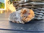 Cavia beertje lilac QF saffraan wit, Dieren en Toebehoren, Knaagdieren, Mannelijk, Cavia, Tam