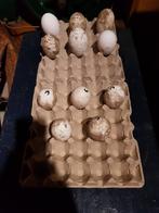 Ganzen eieren, Dieren en Toebehoren, Pluimvee