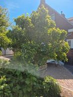 Mooie vorm stoofpeer fruitboom heerlijk en sterk soort, Tuin en Terras, Ophalen, Zomer, Overige soorten