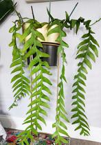 Epiphyllum Dragon - Tail stekjes zeldzaam, Huis en Inrichting, Kamerplanten, Ophalen of Verzenden