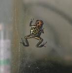 Ranitomeya Ukarii goldlegs, Dieren en Toebehoren, Reptielen en Amfibieën, Amfibie, 0 tot 2 jaar