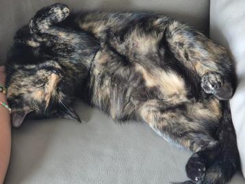 Verwacht, 1 mei, kittens van schildpad poes beschikbaar voor biedingen