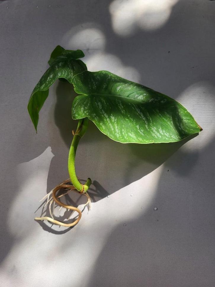 monstera dubia stekje, Huis en Inrichting, Kamerplanten, Overige soorten, 100 tot 150 cm, Groene kamerplant, Halfschaduw, Ophalen of Verzenden