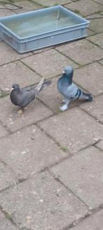 Takla     Prachtige koppel, Dieren en Toebehoren, Vogels | Duiven, Meerdere dieren