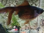 Sluierstaart, Dieren en Toebehoren, Vissen | Vijvervissen, Karper of Koi