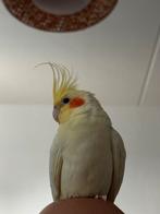 2 Valkparkieten (koppel), 2 jaar, Meerdere dieren, Parkiet