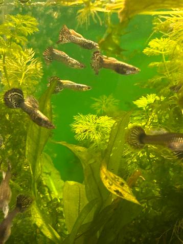 Blue/red metal guppen beschikbaar voor biedingen