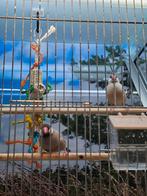 koppel rijstvogel isabel, Dieren en Toebehoren, Vogels | Overige Vogels, Meerdere dieren, Tropenvogel, Geringd