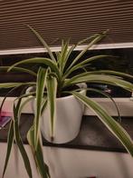 Graslelie met pot, Huis en Inrichting, Kamerplanten, Ophalen, Halfschaduw, Minder dan 100 cm