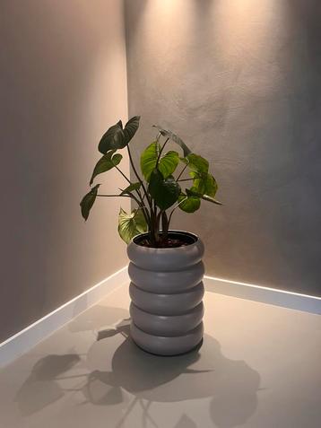 Beige Metalen Bijzettafel Bloempot - Nieuw beschikbaar voor biedingen