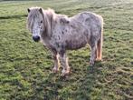 Drachtige vospanterbonte merrie, Dieren en Toebehoren, Pony's, Merrie, A pony (tot 1.17m)