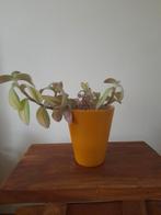 Tradescantia met gele pot, Tuin en Terras, Bloempotten, Ophalen, Kunststof, Rond, Binnen