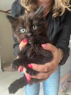 Kittens (Europese korthaar x Maine Coon), Dieren en Toebehoren, Meerdere dieren, 0 tot 2 jaar