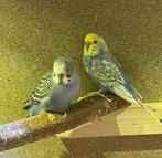 Jonge grasparkieten, Dieren en Toebehoren, Vogels | Parkieten en Papegaaien, Meerdere dieren, Parkiet