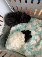 Cavia beertje, Dieren en Toebehoren, Knaagdieren, Cavia, Mannelijk, Tam, September