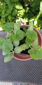 Pompoen plantjes,musquee de Provence
., Tuin en Terras, Planten | Tuinplanten, Ophalen, Volle zon, Groenteplanten, Eenjarig