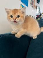 Golden Britse korthaar poesje, Dieren en Toebehoren, Katten en Kittens | Raskatten | Langhaar, Poes, Ontwormd
