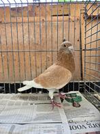 Kleurpostduiven, Dieren en Toebehoren, Meerdere dieren, Postduif