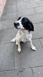 Te koop zeer mooie engelse springer spaniel teef!, Dieren en Toebehoren, Honden | Retrievers, Spaniëls en Waterhonden, België