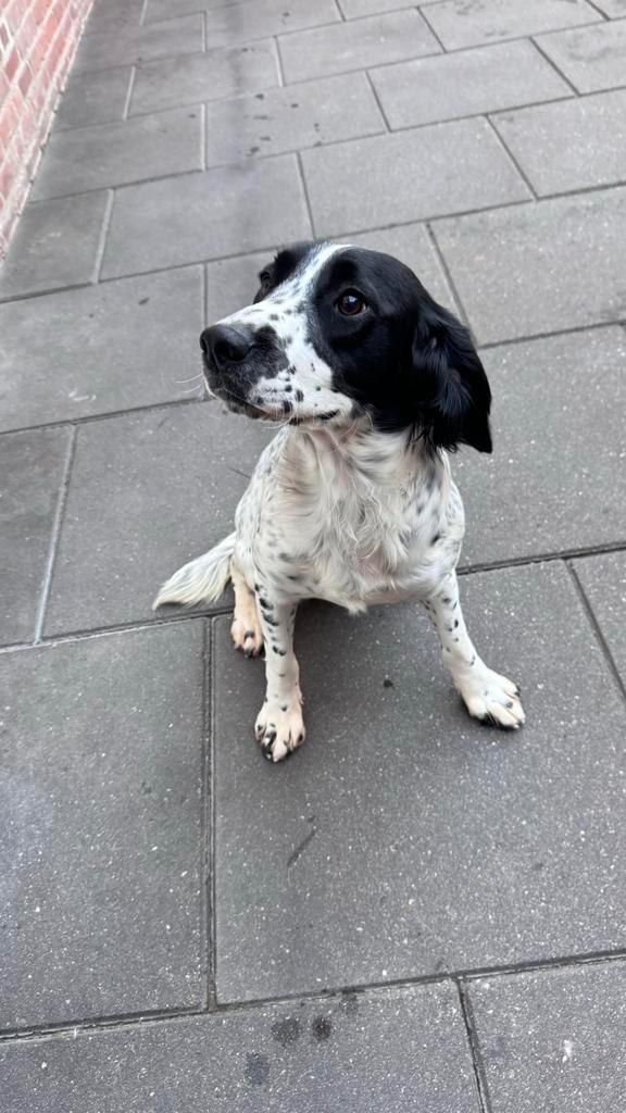 Te koop zeer mooie engelse springer spaniel teef!, Dieren en Toebehoren, Honden | Retrievers, Spaniëls en Waterhonden, Teef, Spaniël