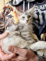 1 Maine Coon poes  met stamboom, Dieren en Toebehoren, Katten en Kittens | Raskatten | Langhaar, Poes, Gechipt