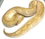 1.0 Butter clown ball python, Dieren en Toebehoren, Reptielen en Amfibieën, Slang