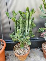 Leuke cactus, Huis en Inrichting, Kamerplanten, Ophalen, Cactus, Volle zon, Minder dan 100 cm